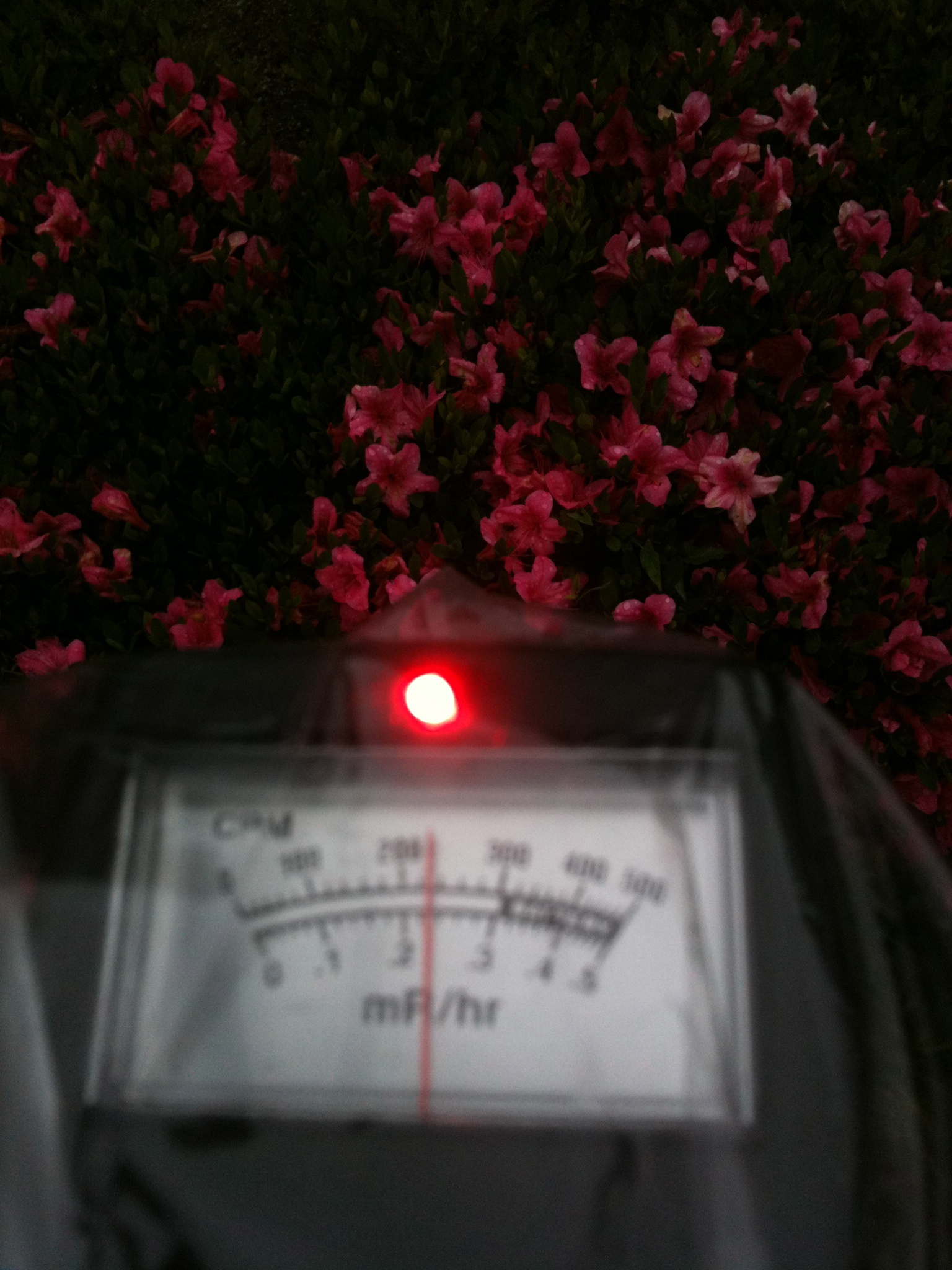 Flowers on the road side. 2.91 micro Sv/h on average of 31 seconds.